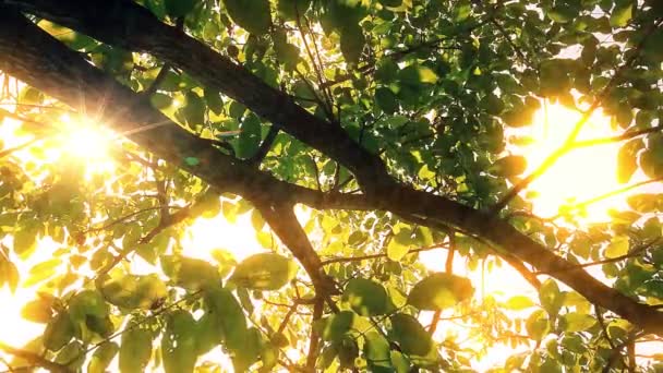 Morgen Wald Sonnenstrahlen Durchdringen Bäume — Stockvideo