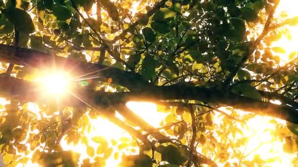 Morning Forest Sun Rays Pass Trees — Stock Video