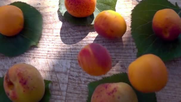 Marille Fällt Mit Spritzer Zwischen Die Aprikosen Zeitlupe — Stockvideo
