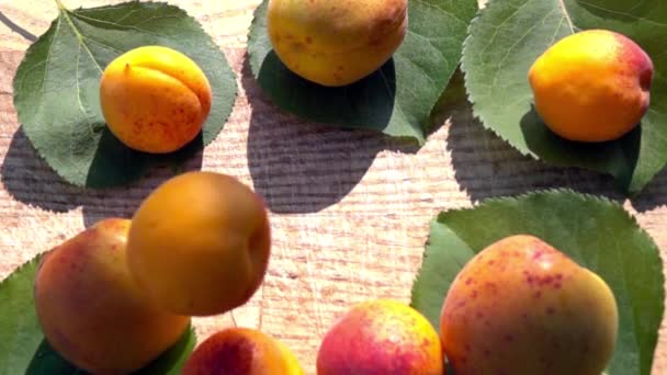 Apricot Falling Splash Apricots Slow Motion — Stock Video
