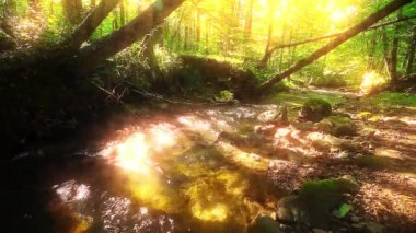 Ormandaki dağ deresi