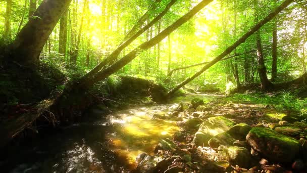 Górski Potok Lesie — Wideo stockowe