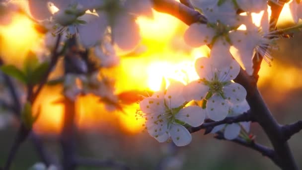 Árbol Floreciente Sobre Fondo Del Atardecer — Vídeo de stock