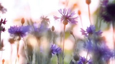 gün batımında bahar çiçekleri