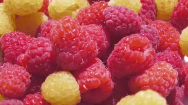 Fruta Fresca Frambuesa Verano — Vídeo de stock