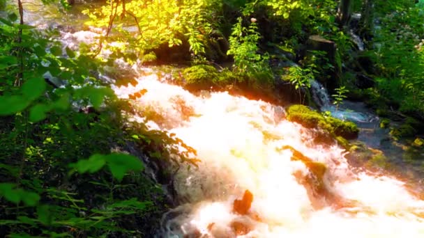 Ruisseau Montagne Dans Forêt — Video