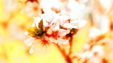 Günbatımında kayısı çiçekleri