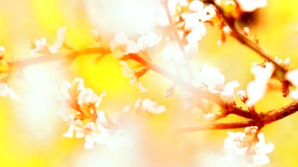 Meruňkové Květiny Pozadí Západu Slunce — Stock video