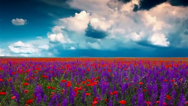 Blumenfeld Und Wolkenverhangener Himmel — Stockvideo
