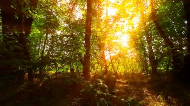 Ormanda bir sabah. Yaz manzarası