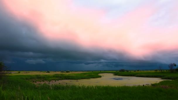 Green Reeds Pond Background Storm Sky — Stock Video