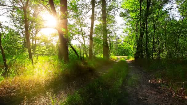 Morgenochtend Een Bos Zomers Landschap — Stockvideo