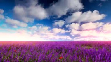 Çiçek tarlası ve bulutlu gökyüzü