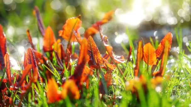 Hojas Sobre Fondo Arroyo Primavera — Vídeos de Stock