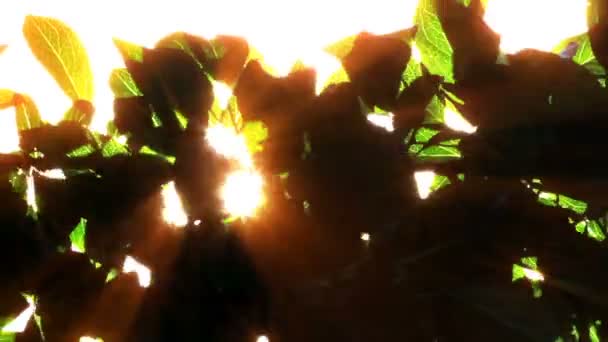 Літнє Сонячне Світло Через Листя — стокове відео