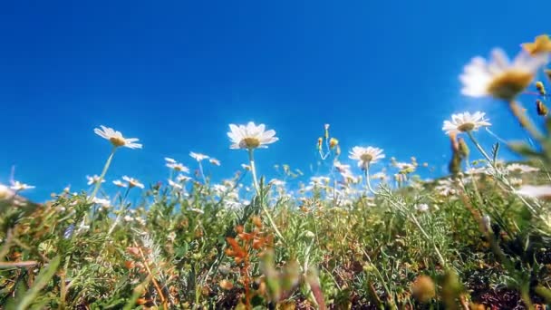 Champs Camomille Fleurs Sur Fond Bleu Ciel — Video