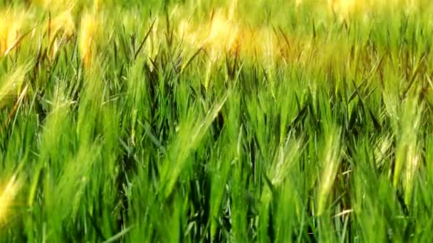 Зеленые Колосья Пшеничного Поля Фоне Заката — стоковое видео