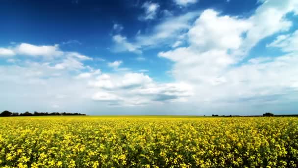 Alfalfa Kvetoucí Pole Oblačným Nebem — Stock video