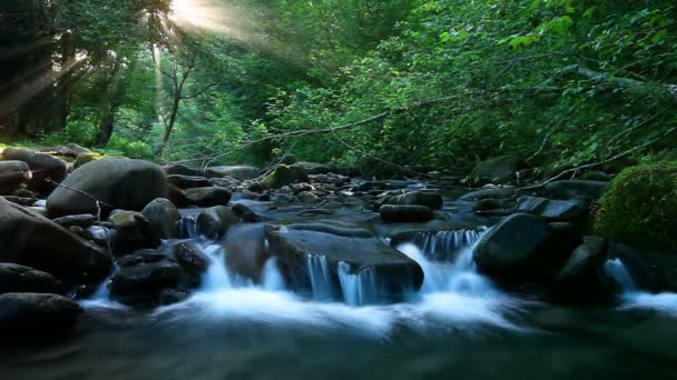 森林中清澈的淡水瀑布 — 图库视频影像