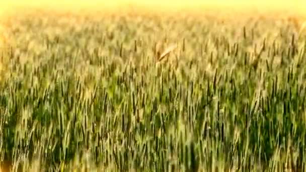 Épis Verts Champ Blé Coucher Soleil Fond — Video