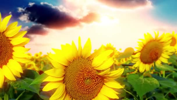 Tournesols Fleurs Coucher Soleil — Video