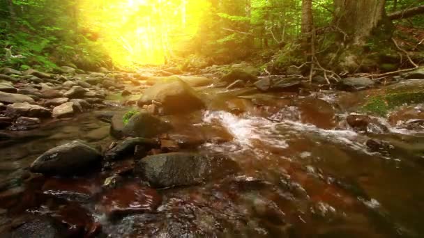 Καθαρό Νερό Καταρράκτη Στο Δάσος — Αρχείο Βίντεο