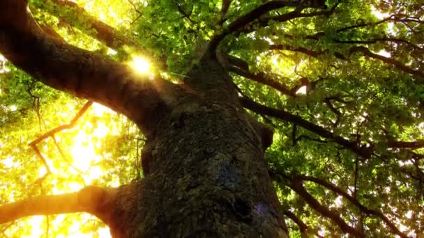 Matin Dans Une Forêt Ralenti — Video