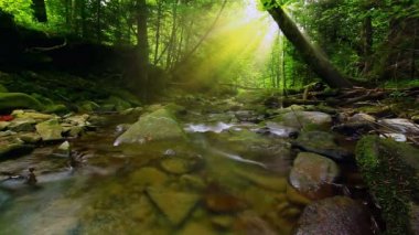 Ormanda saf temiz su şelalesi