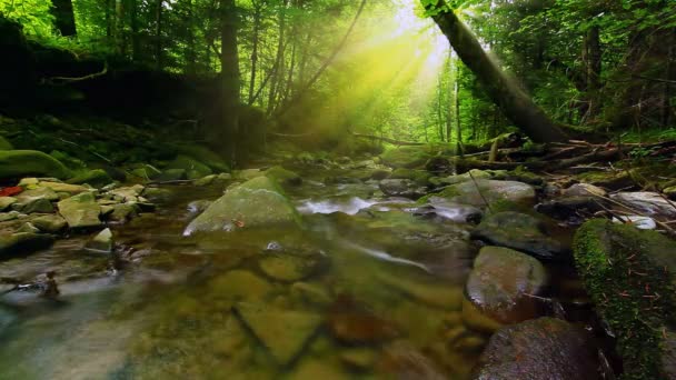 Cascada Agua Dulce Pura Bosque — Vídeos de Stock