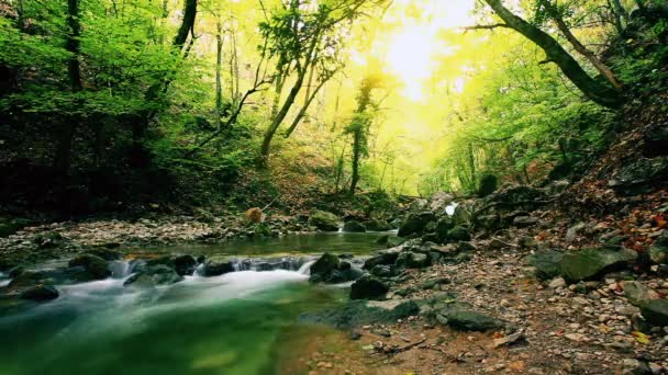 森林中清澈的淡水瀑布 — 图库视频影像