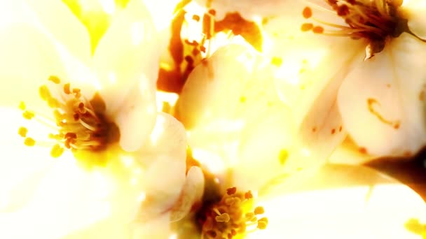 Meruňkové Květy Kvetoucí Jaře — Stock video