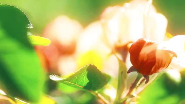 Sárgabarack Virág Virágzik Tavasszal — Stock videók