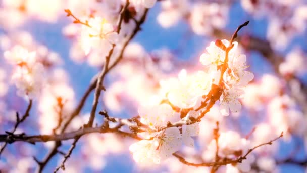 Aprikos Blommor Blommar Våren — Stockvideo