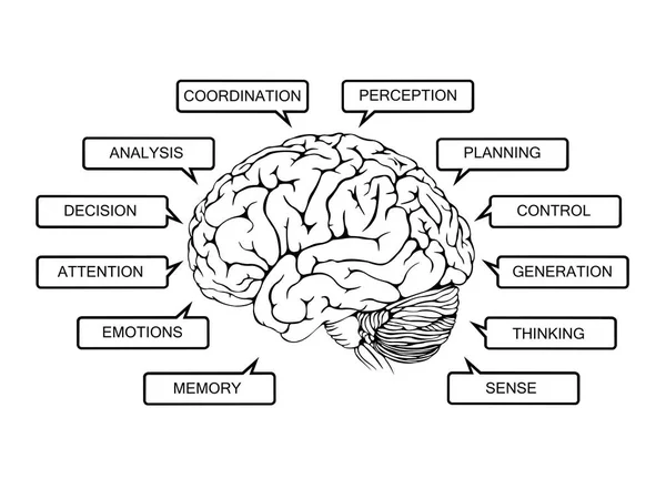 Диаграмма Функционирования Мозга Человека Белом Фоне — стоковое фото