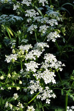 Beyaz çiçekli bitkiler.