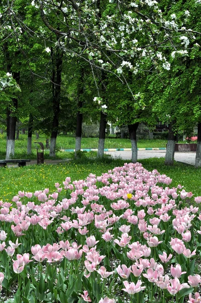 Blumenbeet Mit Blühenden Tulpen Auf Dem Platz Einem Sommertag — Stockfoto