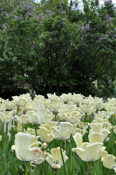 Blumenbeet Mit Blühenden Tulpen Auf Dem Platz Einem Sommertag — Stockfoto