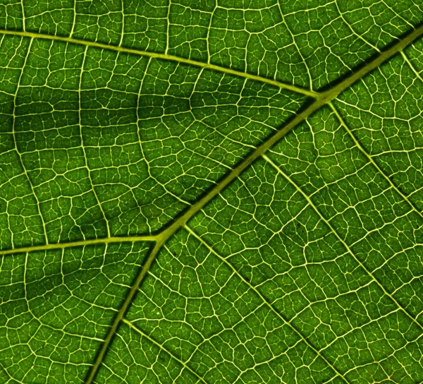 Textura Folha Verde Como Fundo — Fotografia de Stock
