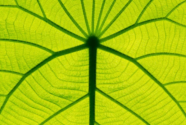 Textura Folha Verde Como Fundo — Fotografia de Stock