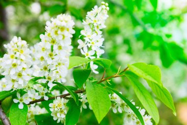 Seçici odak ile kuş kiraz yakın çekim.