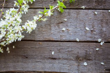Tahta arka planda bahar çiçekleri dalları.