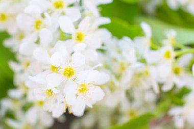 Güneşli yaz aylarında kiraz ağacında beyaz çiçekler açarlar.