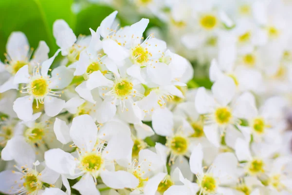 Flores blancas en cerezo pájaro en verano soleado —  Fotos de Stock