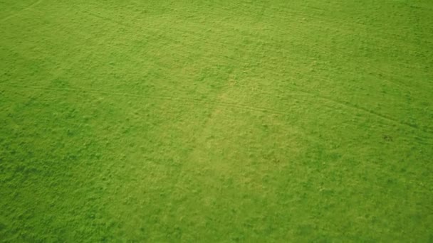 Vidéo aérienne survolant un champ d'herbe verte au coucher du soleil au printemps