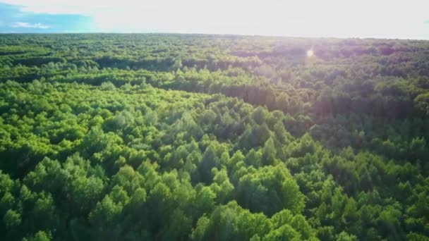 Luchtfoto van bos in de zomer bij zonsondergang. Platteland — Stockvideo