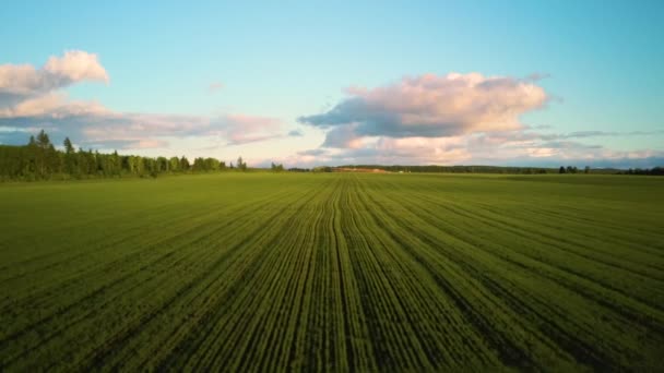 Letecké video pšeničné pole při západu slunce v teplém létě slunečný den — Stock video