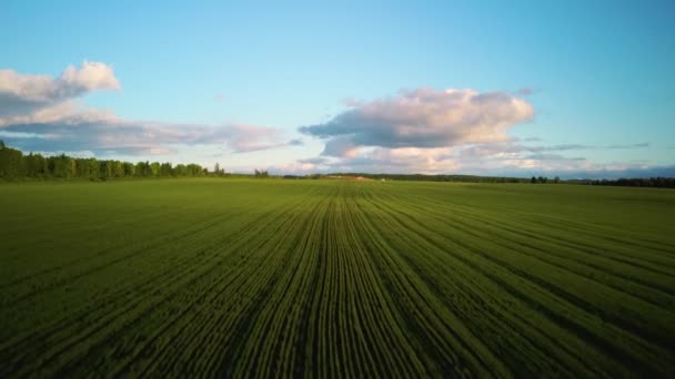 Luchtfoto tarweveld bij zonsondergang op warme zomerse zonnige dag — Stockvideo