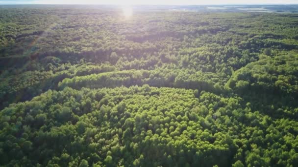 Vídeo aéreo da floresta no verão no por do sol. Campo de aplicação — Vídeo de Stock