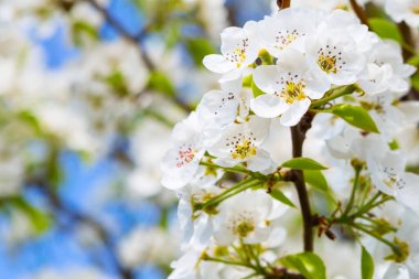 Armut çiçeğinin yakın çekimi.