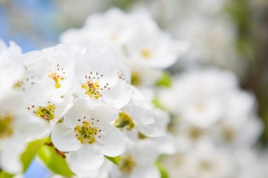 İlkbaharda kiraz çiçekleri açar.